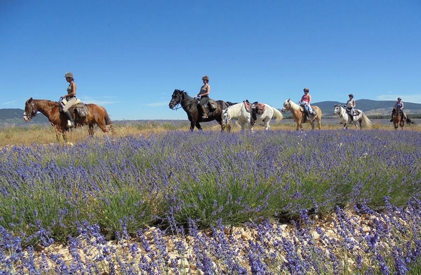 Horseback riding vacations and trail rides Provence, France Cap Rando
