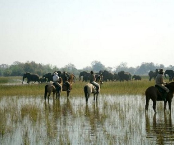 randonnee cheval okavango
