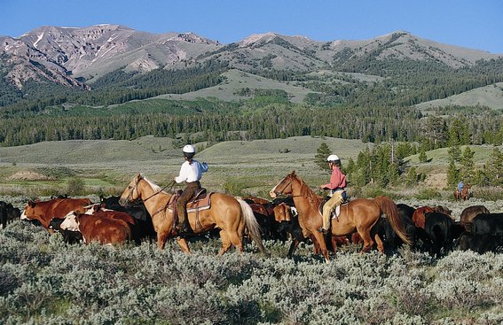 rando cheval wyoming