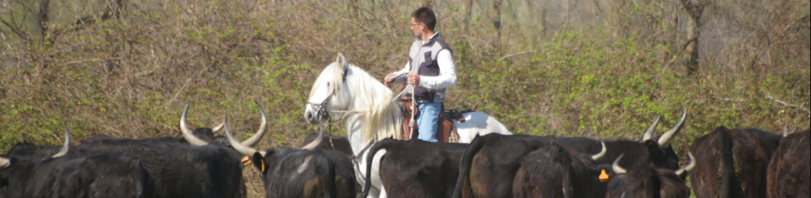 randonnée équestre en Camargue