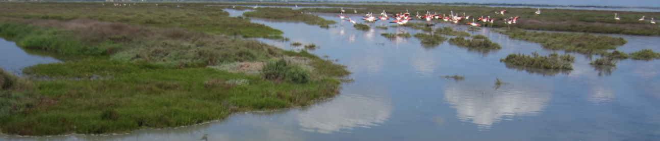 La Camargue à cheval