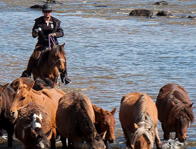 transhumance à cheval en Mongolie