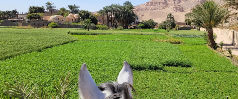 Randonnée à cheval Egypte