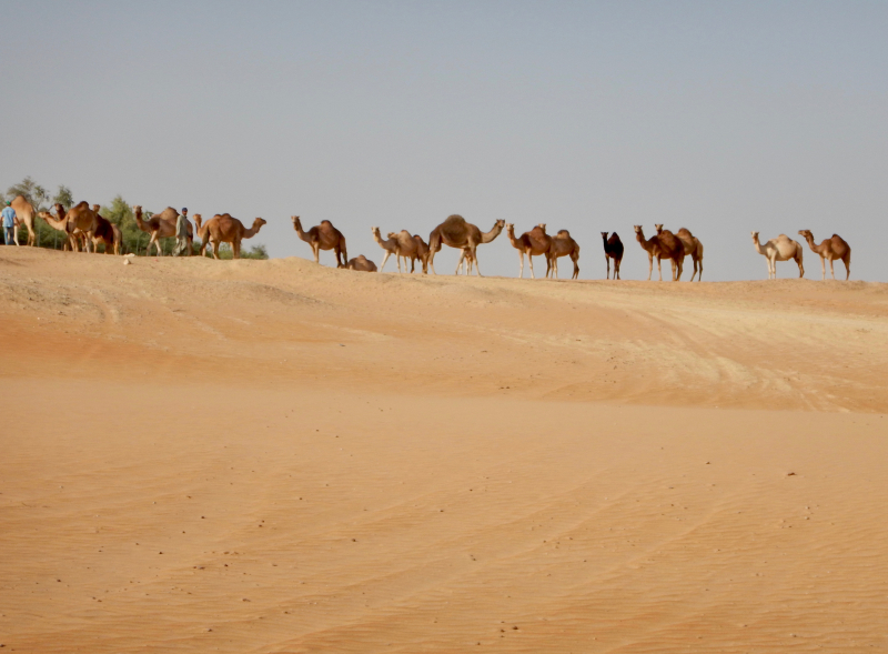 voyage à cheval Oman