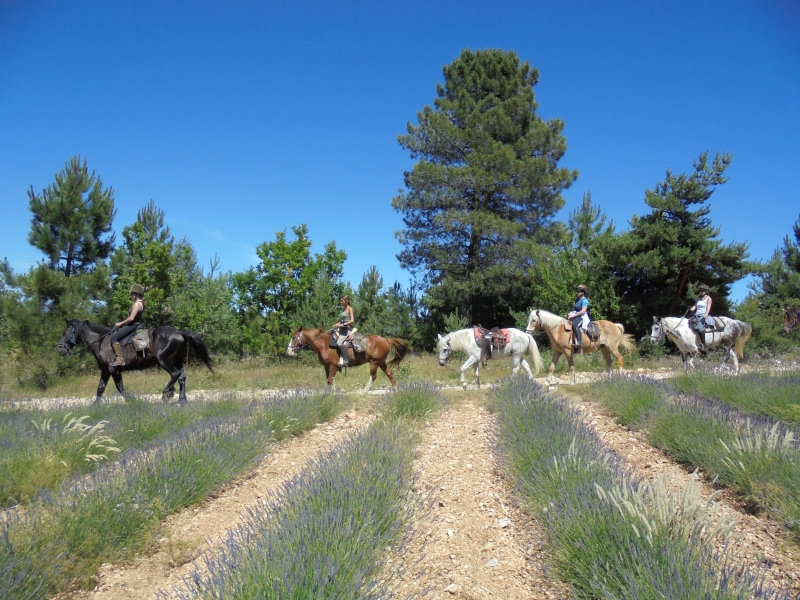 randonnee a cheval en Provence
