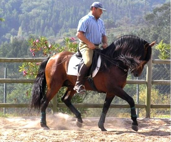 stage equitation portugal