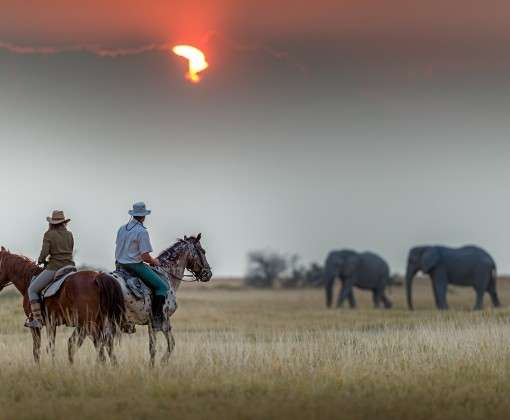 safari equestre Botswana
