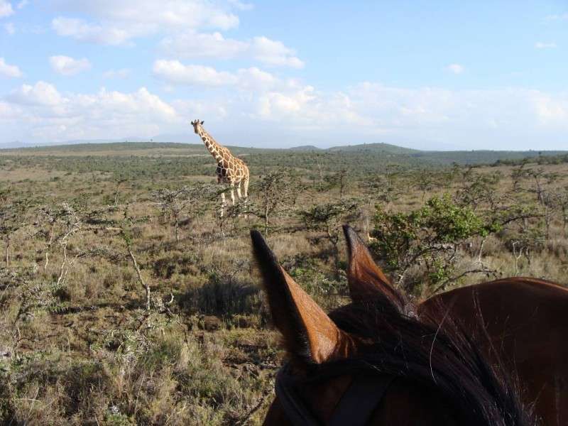 safari Kenya a cheval
