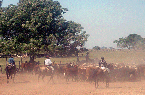 cheval rando argentine