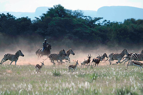 Image Afrique du Sud & Botswana : Exploration de la faune en safari à cheval
