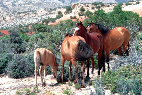 Image Usa : Randonnées à cheval et travail dans un ranch du Montana