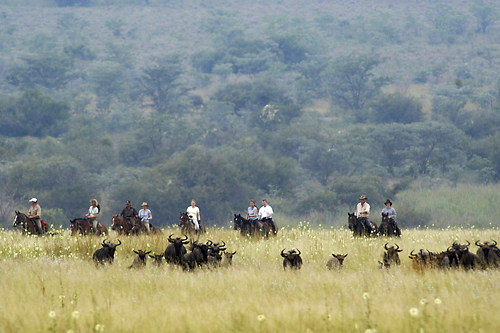 Image Afrique du Sud & Botswana : Exploration de la faune en safari à cheval