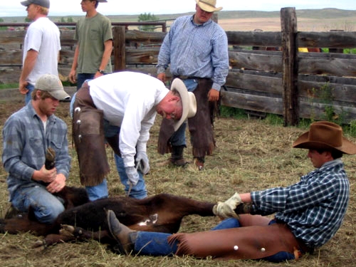 Image Usa : Randonnées à cheval et travail dans un ranch du Montana