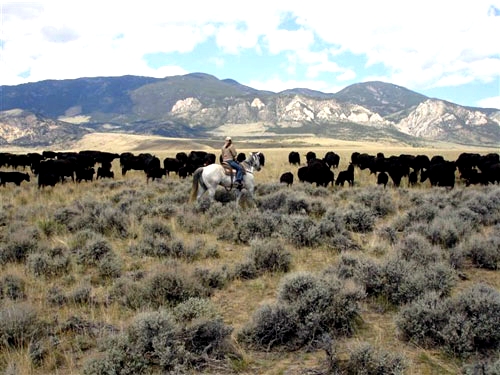 Image Usa : Randonnées à cheval et travail dans un ranch du Montana