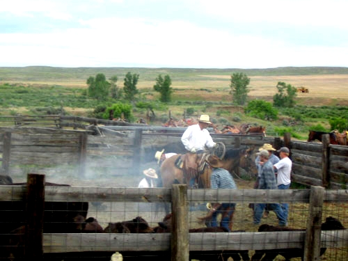 Image Usa : Randonnées à cheval et travail dans un ranch du Montana