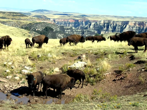 Image Usa : Randonnées à cheval et travail dans un ranch du Montana