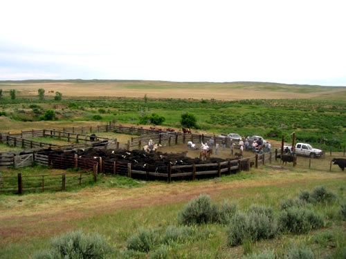 Image Usa : Randonnées à cheval et travail dans un ranch du Montana