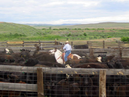 Image Usa : Randonnées à cheval et travail dans un ranch du Montana