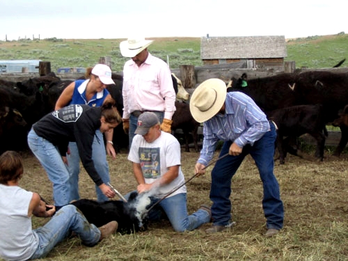 Image Usa : Randonnées à cheval et travail dans un ranch du Montana