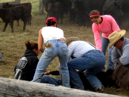 Image Usa : Randonnées à cheval et travail dans un ranch du Montana