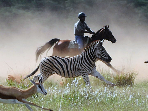 Image Afrique du Sud & Botswana : Exploration de la faune en safari à cheval