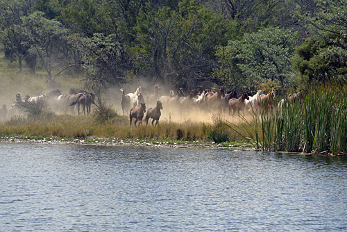 Image Afrique du Sud & Botswana : Exploration de la faune en safari à cheval
