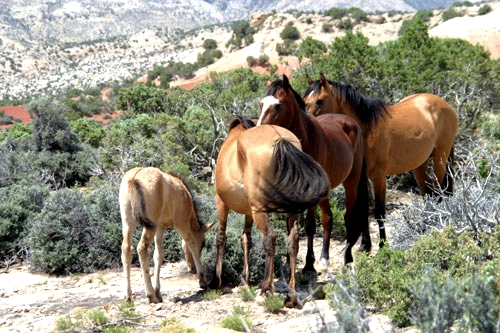 Image Usa : Randonnées à cheval et travail dans un ranch du Montana