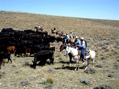 Image Usa : Randonnées à cheval et travail dans un ranch du Montana
