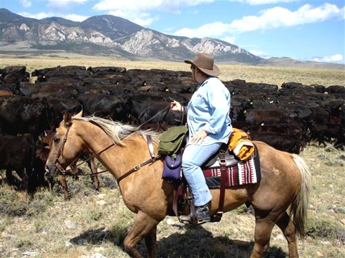 Image Usa : Randonnées à cheval et travail dans un ranch du Montana