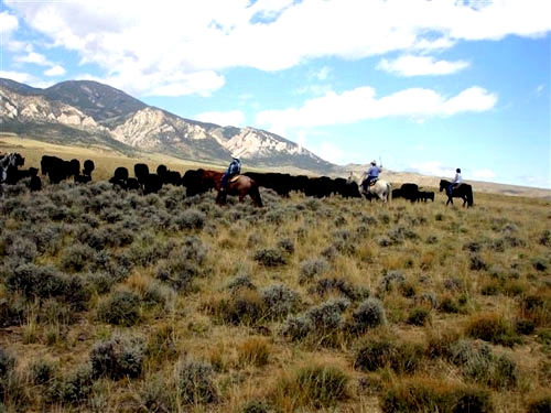 Image Usa : Randonnées à cheval et travail dans un ranch du Montana
