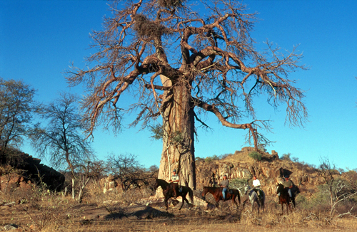 Image Afrique du Sud & Botswana : Exploration de la faune en safari à cheval