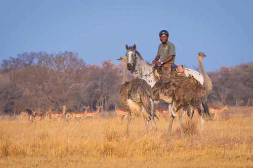 Image Afrique du Sud & Botswana : Exploration de la faune en safari à cheval