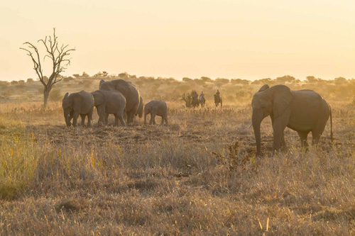 Image Afrique du Sud & Botswana : Exploration de la faune en safari à cheval