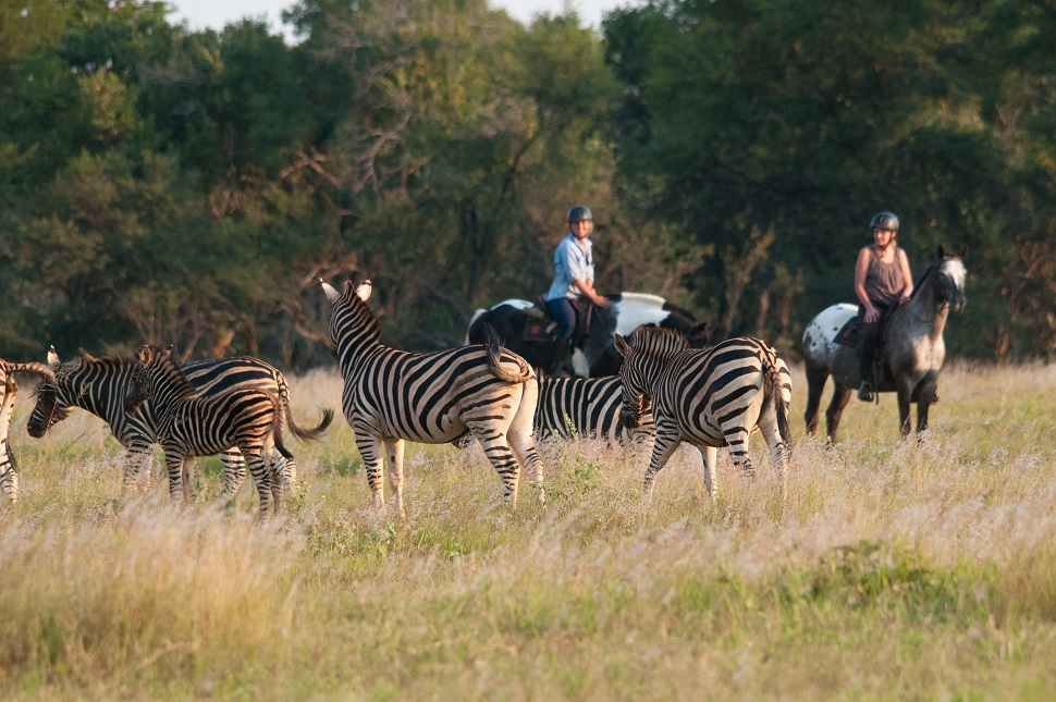 Image Afrique du Sud & Botswana : Exploration de la faune en safari à cheval
