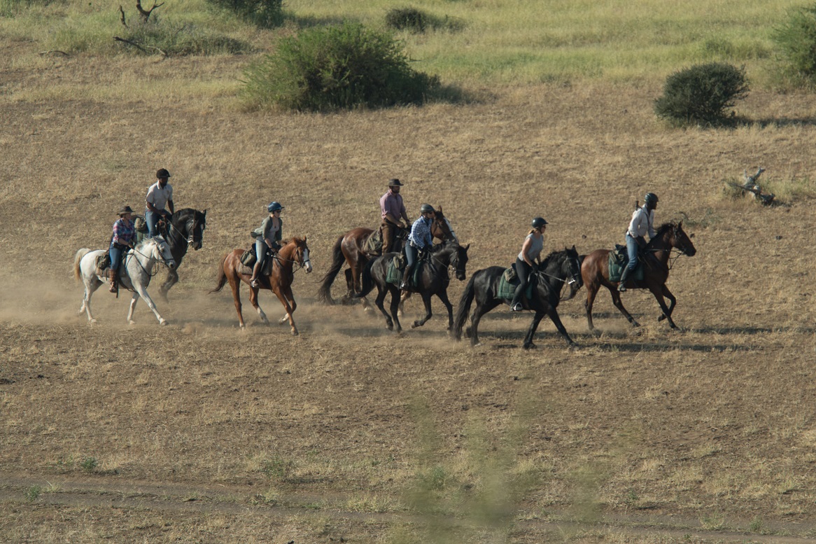Image Afrique du Sud & Botswana : Exploration de la faune en safari à cheval