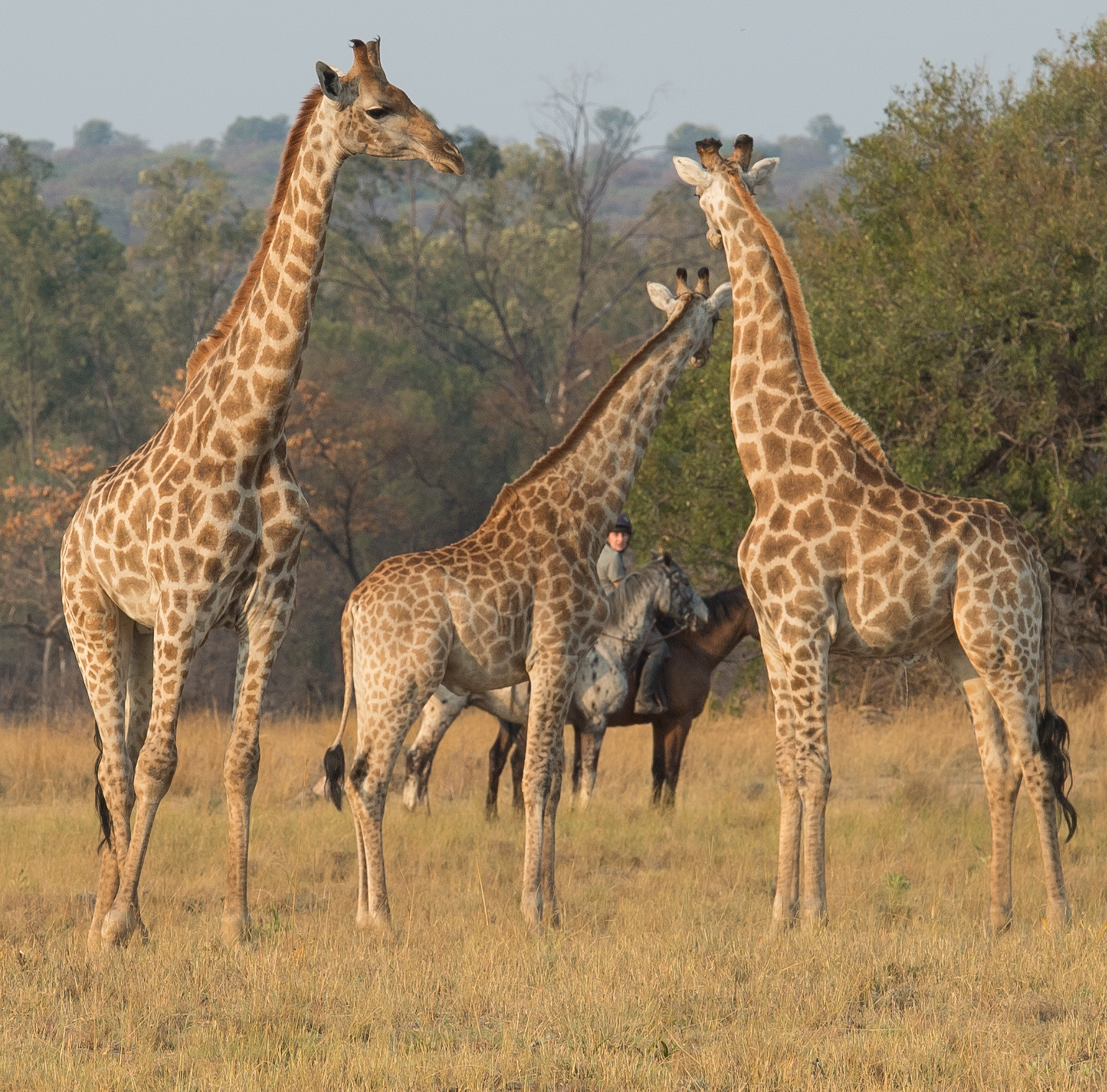 Image Afrique du Sud & Botswana : Exploration de la faune en safari à cheval