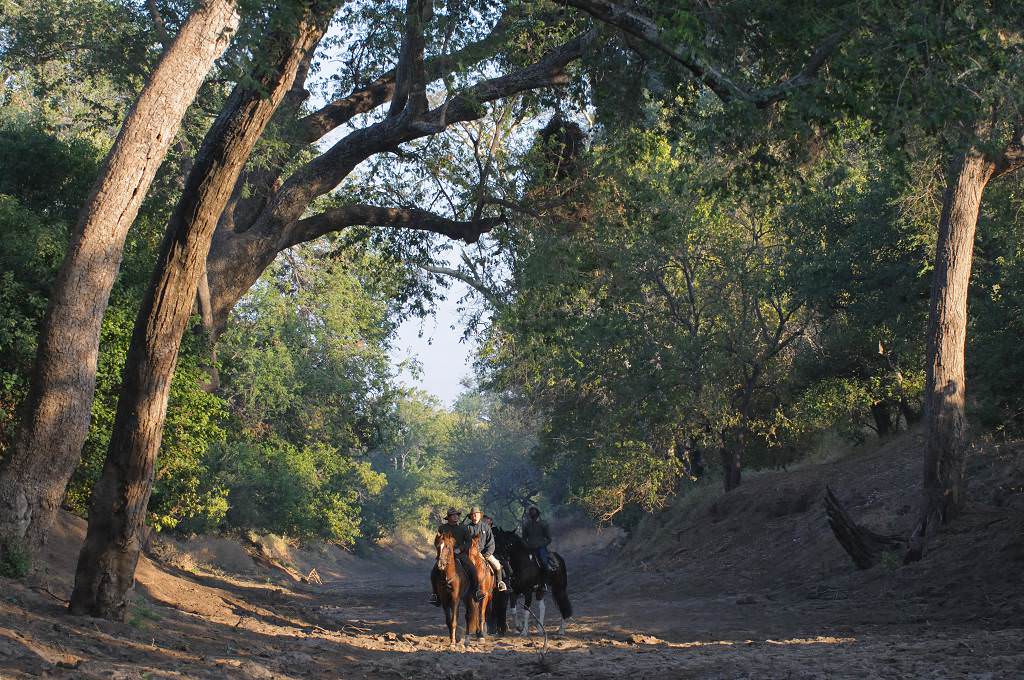 Image Afrique du Sud & Botswana : Exploration de la faune en safari à cheval