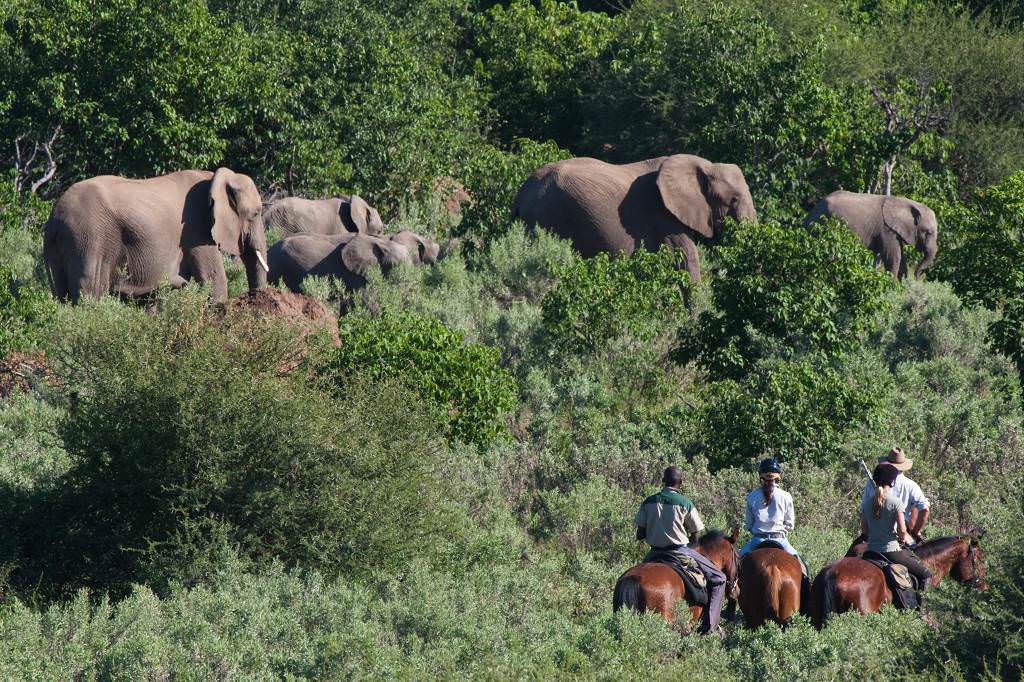 Image Afrique du Sud & Botswana : Exploration de la faune en safari à cheval