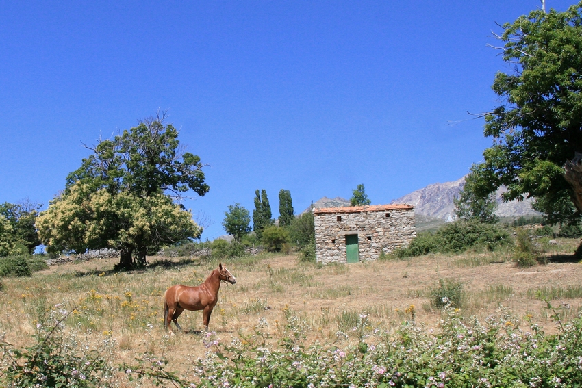 Image Mer et Montagne Corse à cheval