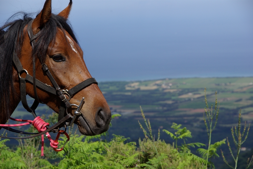 Image Mer et Montagne Corse à cheval