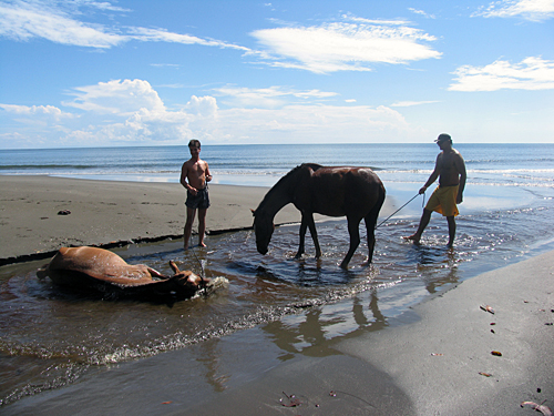 Image Costa Rica : Voyage à cheval de la côte Pacifique à la côte Caraibe