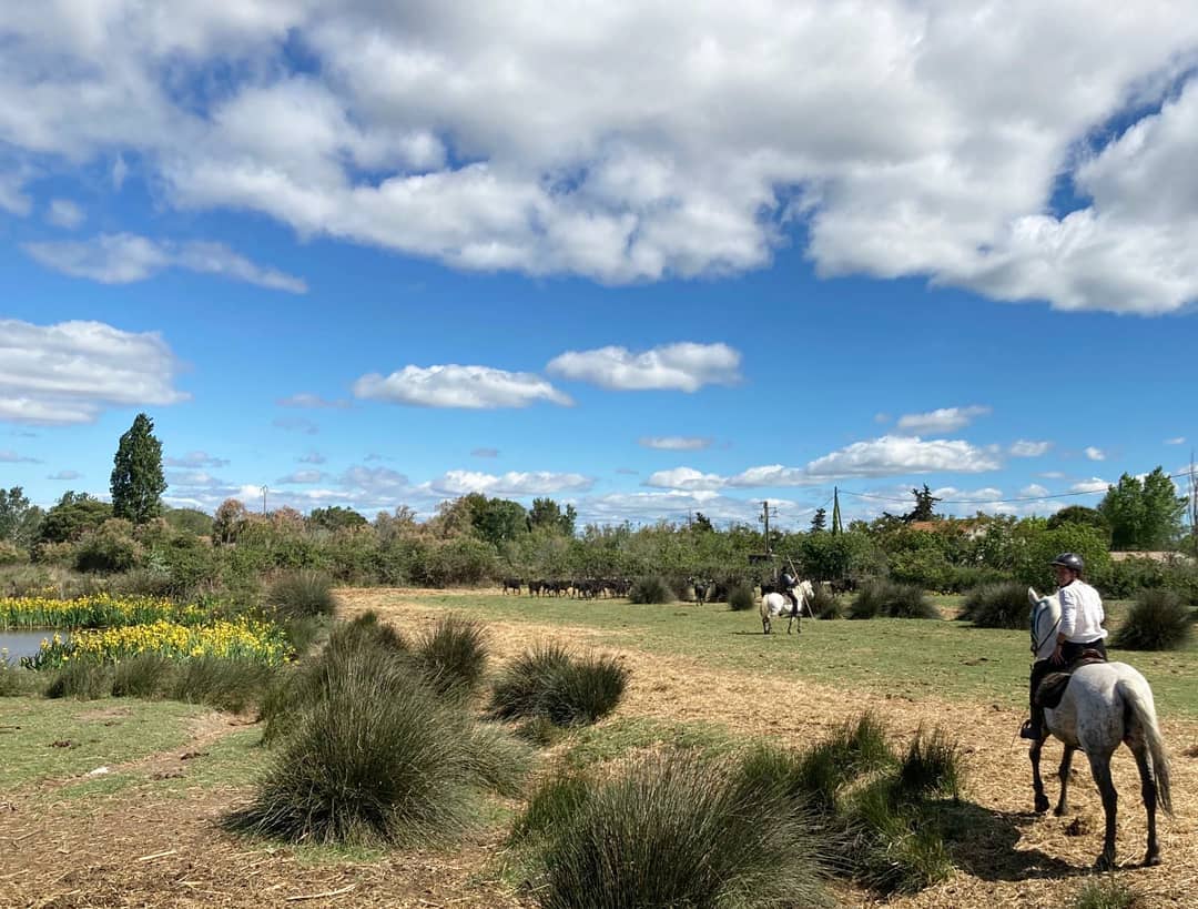 Image Deux jours de traversée de la Camargue à cheval et tri de taureaux dans une manade