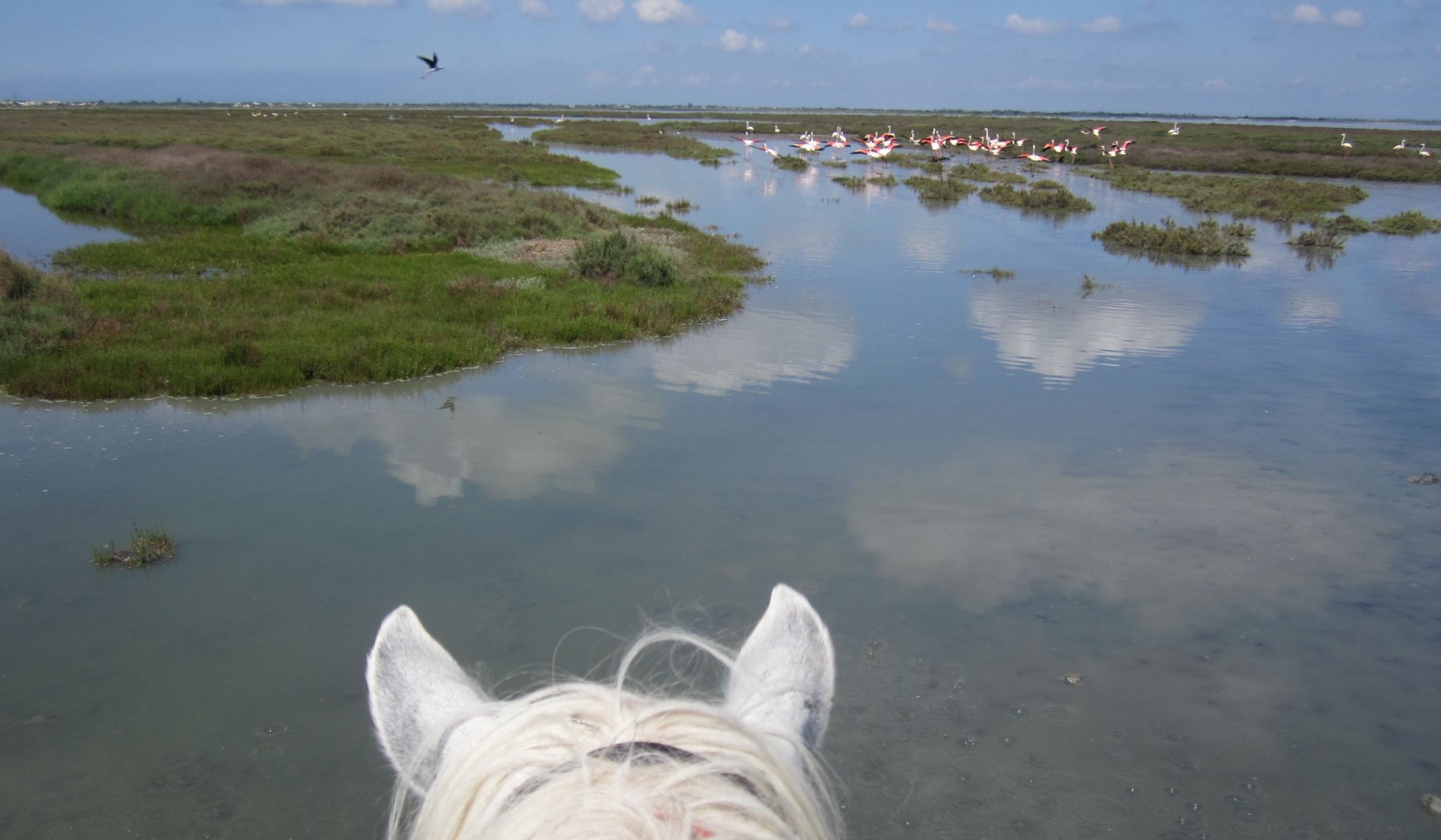 la Camargue à cheval