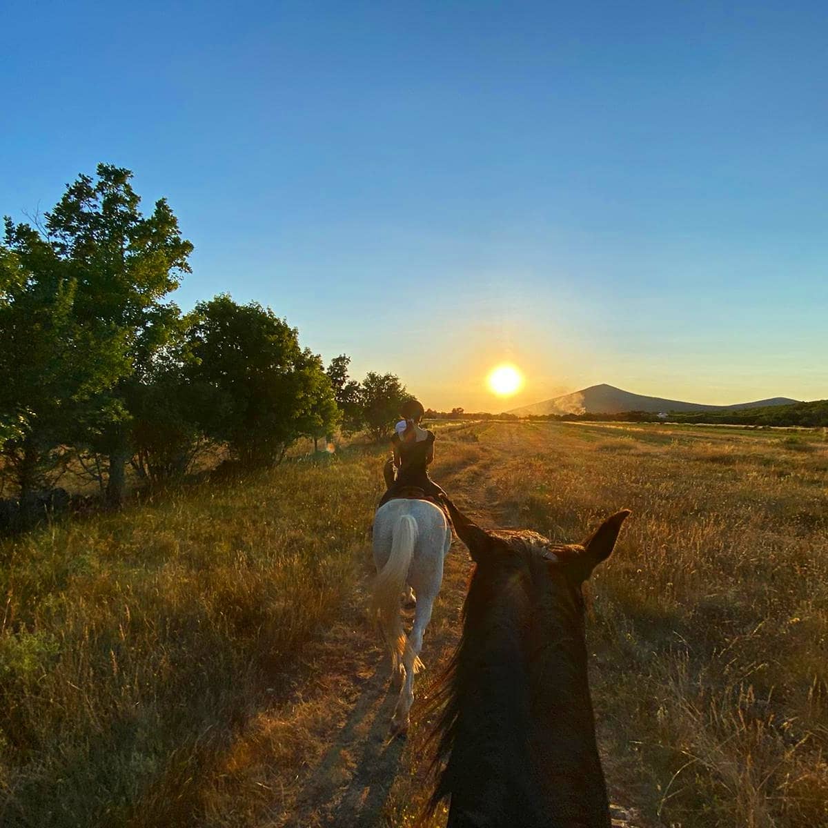 Image Croatie: Les collines de Dalmatie à cheval