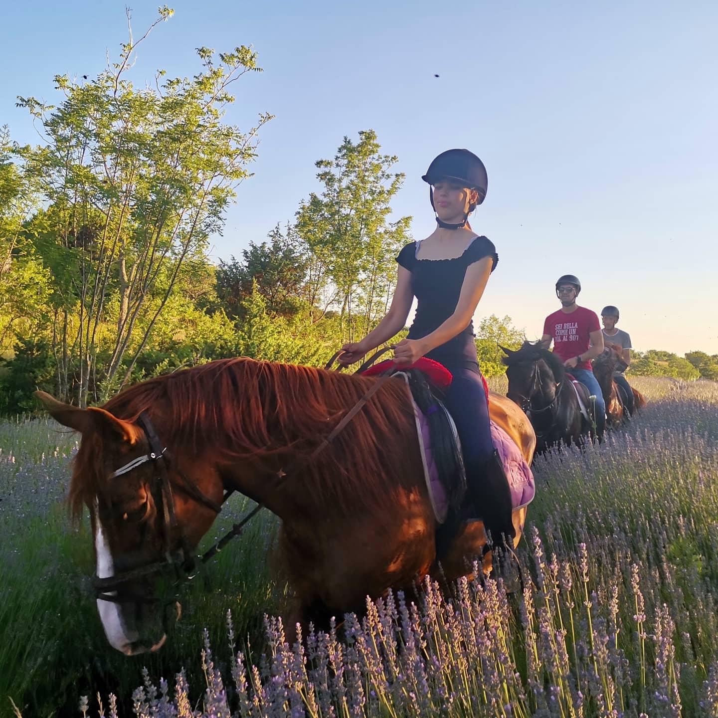 Image Croatie: Les collines de Dalmatie à cheval