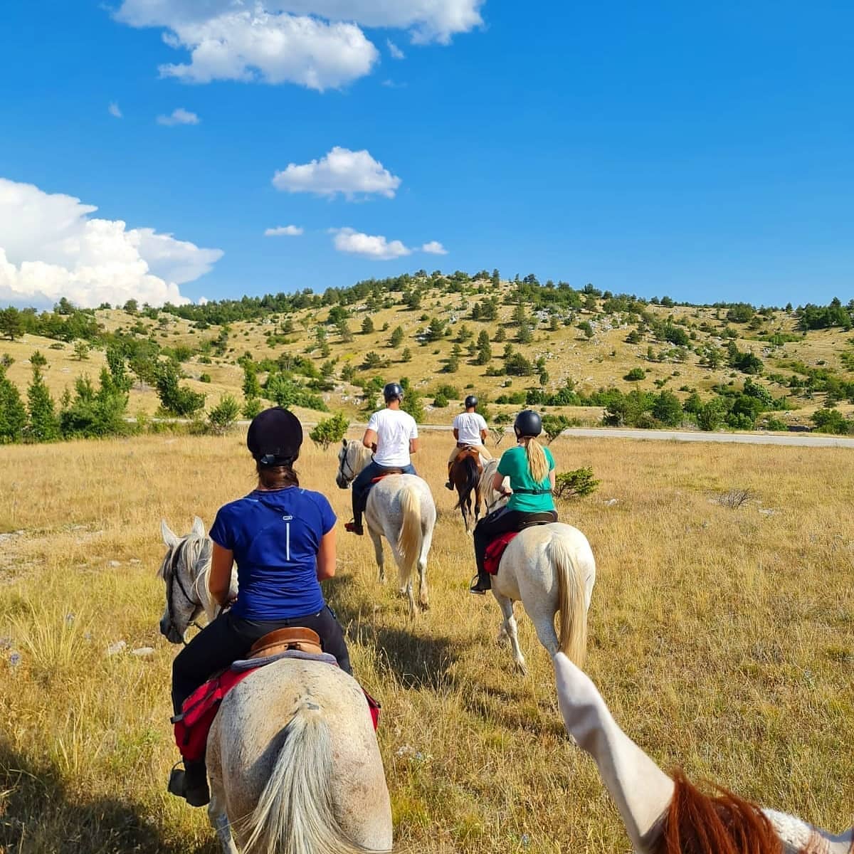 Image Croatie: Les collines de Dalmatie à cheval