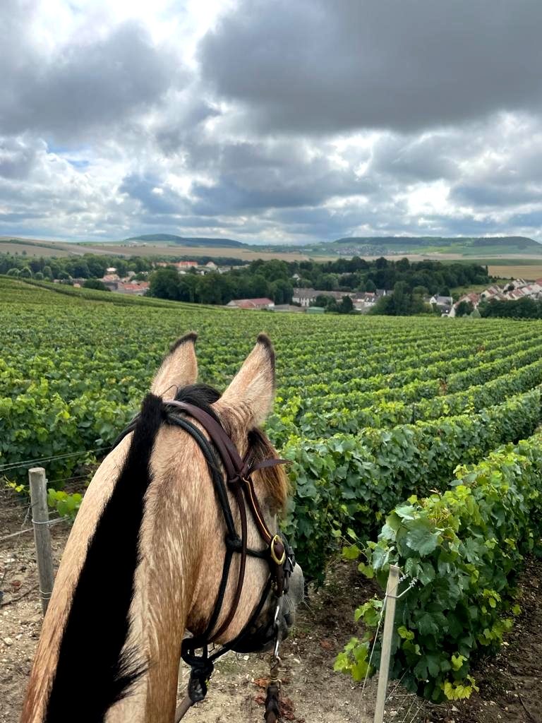 Image Chevauchée pétillante dans les vignobles de Champagne