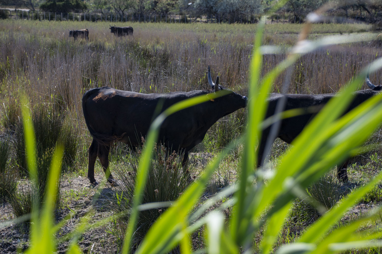 Image Découverte de la Camargue à cheval - Week ends 1 et 8 mai