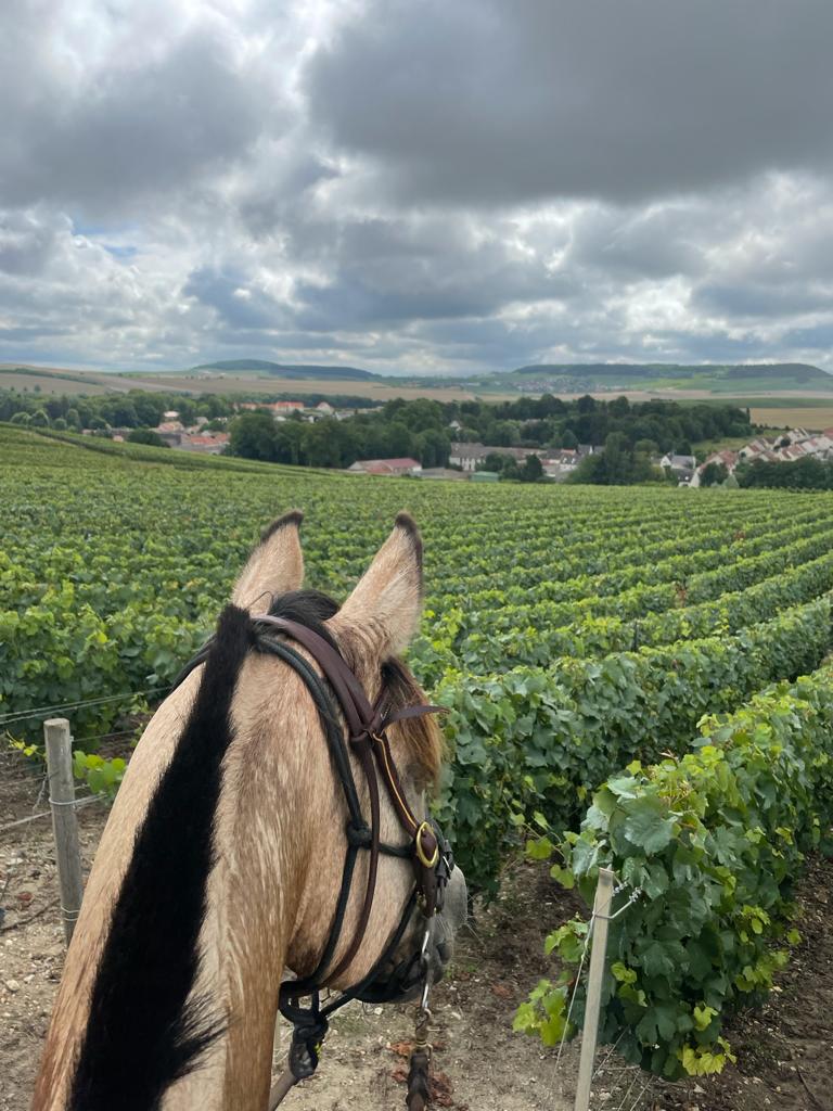 Image Chevauchée pétillante dans les vignobles de Champagne