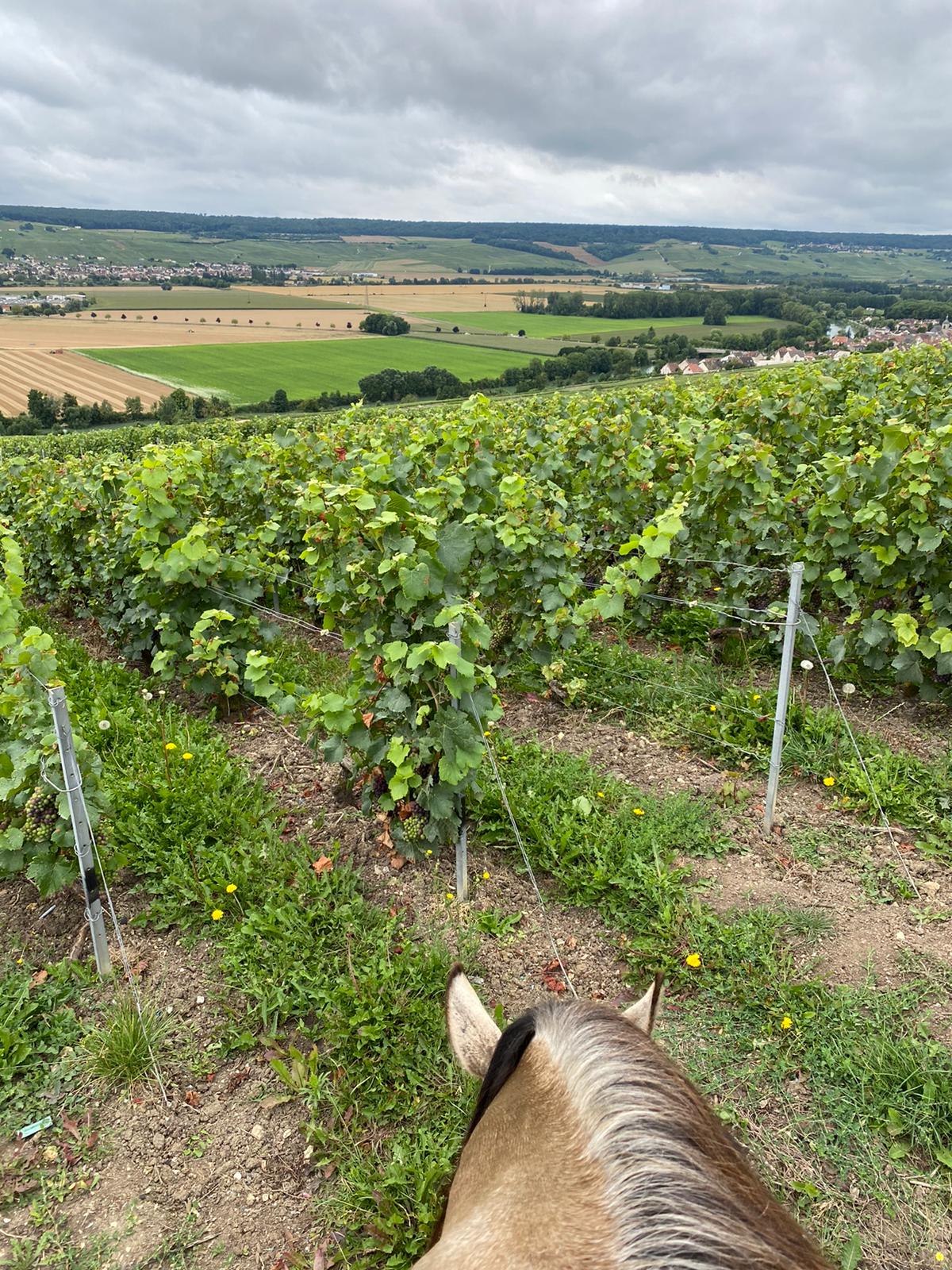 Image Chevauchée pétillante dans les vignobles de Champagne